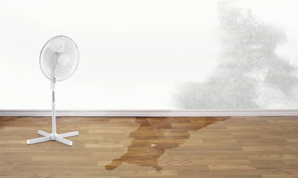 Best Local water damage restoration  in Venice Gardens, FL